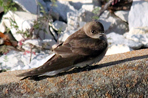 Northern Rough-winged Swallow